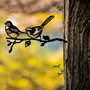 Aberto Design Bird On The Branch 04 - Negro